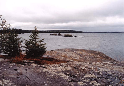 lichens on rocks