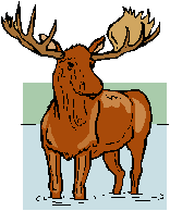 moose